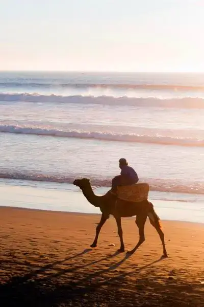 Lone camel and its rider on wet sands at golden hour with pink and gold waves – agadir morocco surf
