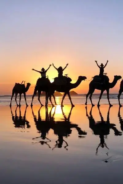 Silhouetted camels and riders reflected on wet sand at sunset on Anza Beach, agadir morocco surf